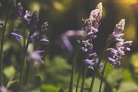 closeup photography of purple orchids thumbnail