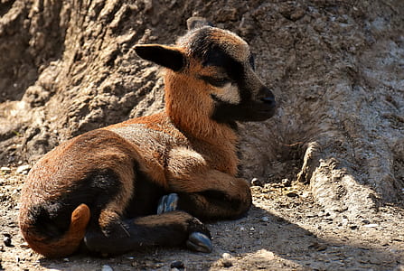 brown and black cub goat lying on soil thumbnail