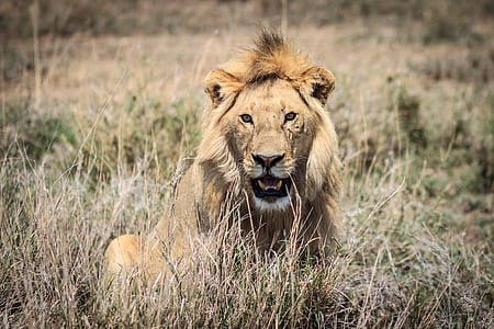 brown lion sitting surrounded by grass thumbnail