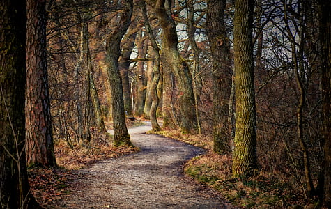 photo of forest trees thumbnail