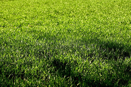 green grass bed thumbnail