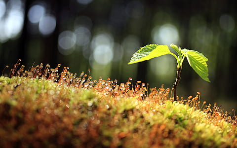 selective focus photography of green leaf thumbnail
