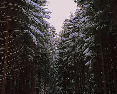 tall green trees in forest during daytime thumbnail