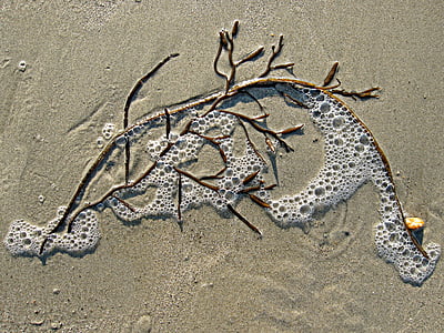 brown tree branch on sand during daytime thumbnail