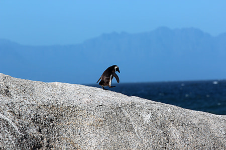 Penguin on the rocks around Cape Town, South Africa thumbnail