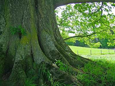 green-bark tree on grass field during daytime thumbnail