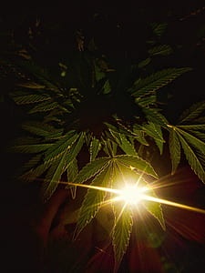closeup photography of green leafed plant thumbnail