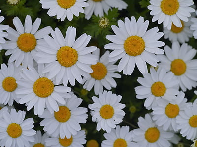close-up photography of ox-eyed daisy flower in bloom thumbnail