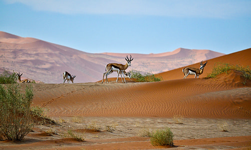 scenery of deer on mountain thumbnail