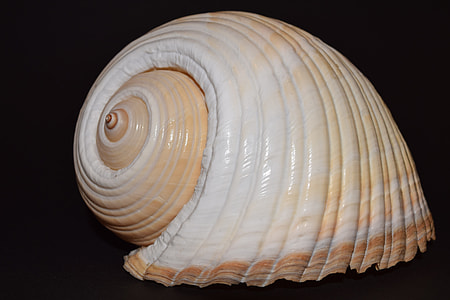 brown and white shell thumbnail