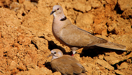 shallow focus photography of two brown pigeons thumbnail