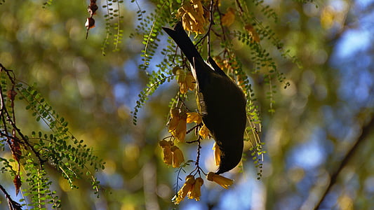 black bird hanging on branch thumbnail