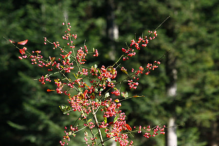 Forest, Nature Forest, Nature thumbnail