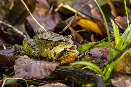 two green frogs on grass thumbnail