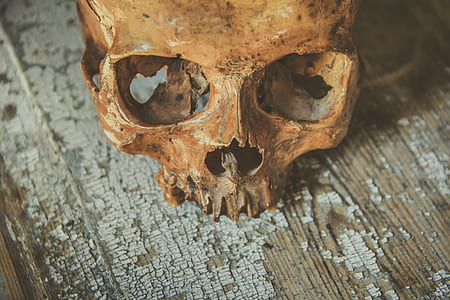 photo of brown skull table decor thumbnail