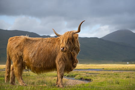 brown yak on grass during cloudy day thumbnail