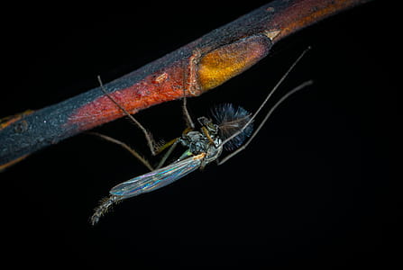 Blue Robberfly on Branch thumbnail