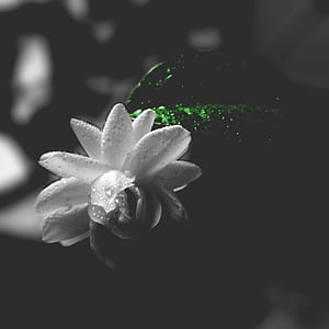 nature, petals, blur, leaves thumbnail