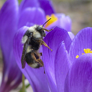 bumblebee perched on purple petaled flowers thumbnail
