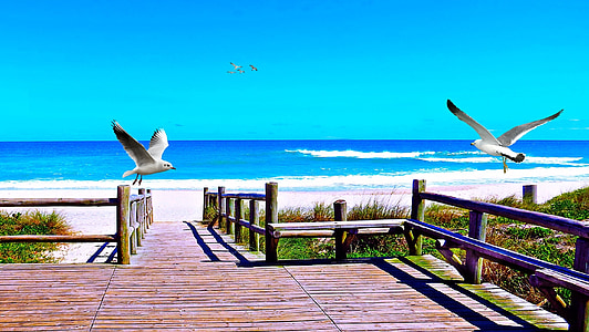 two gull flying on shore thumbnail