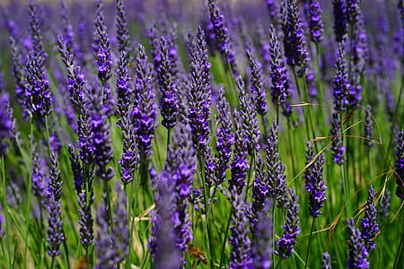 purple lavender blooming during daytime thumbnail