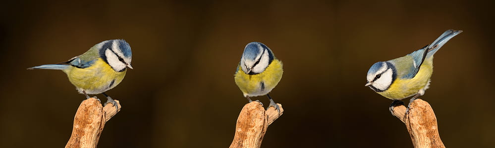 three yellow, white, and blue bird perch on branch close-up photography thumbnail