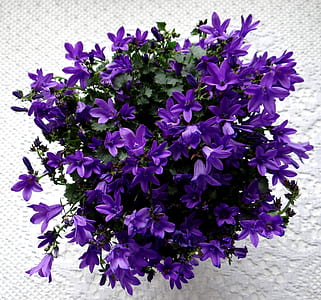purple flowers thumbnail