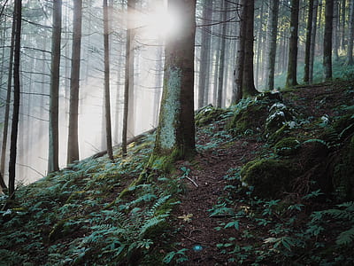 forest trees at daytime thumbnail