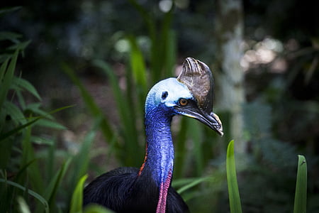 purple and brown peacock near green plants thumbnail