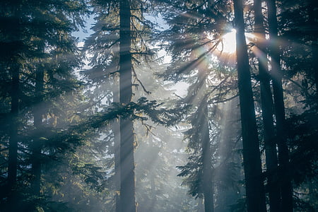 forest trees thumbnail