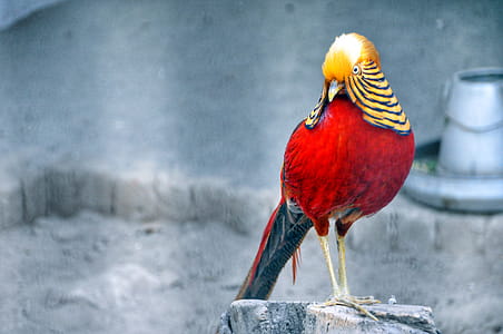 Red and Brown Bird Standing on Grey Wood Stump thumbnail
