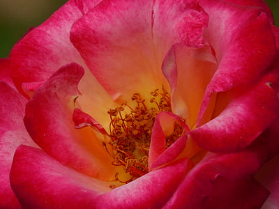 closeup photo of red petaled flower thumbnail