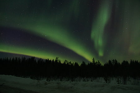 photo of trees above aurora thumbnail