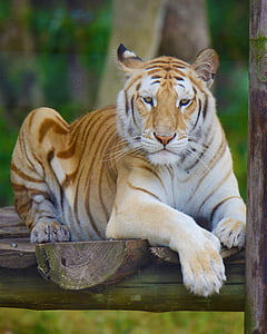 tiger on brown wood thumbnail