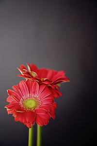 pink flowers thumbnail