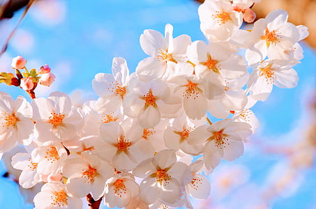 white flowers during daytime thumbnail