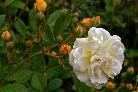 Ghislaine De Filigonde, Rose thumbnail