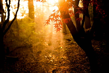 photography of maple tree thumbnail