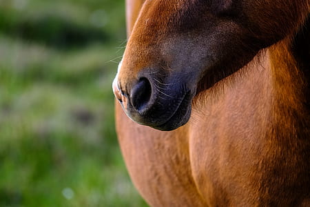 animal, blur, outdoors, horse thumbnail
