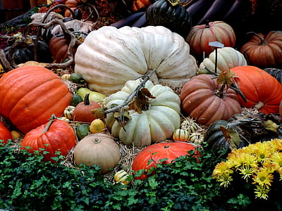 scattered pumpkins with yellow petaled flower and green leafed plants thumbnail