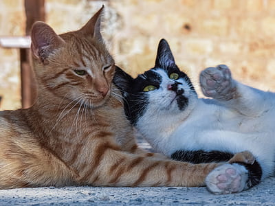 two brown, white, and black cats laying down close-up photo thumbnail
