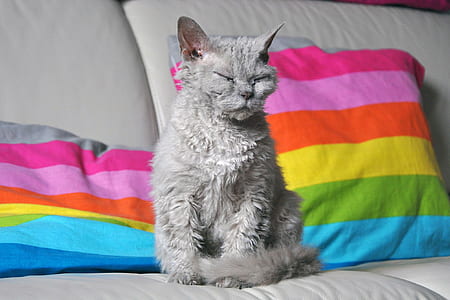 gray cat sitting on white sofa thumbnail
