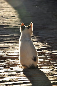 cat sit on the center of the road thumbnail