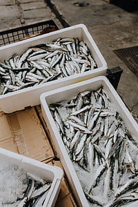 Fresh catch of fish in styrofoam containers thumbnail