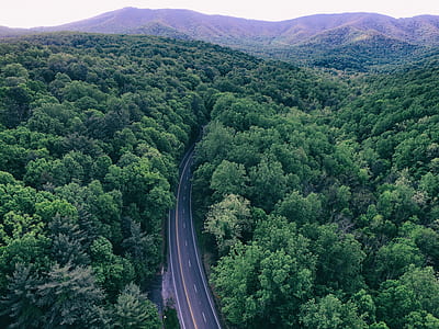 forest and asphalt road during daytime thumbnail