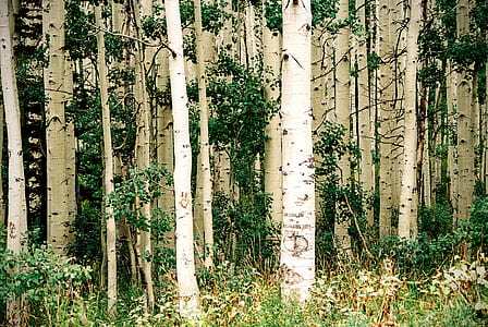 green leafed trees thumbnail