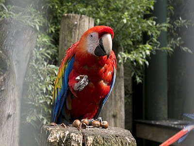 red Macaw on wood surface thumbnail