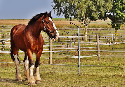 brown and white horse standing on green grass field at daytime thumbnail