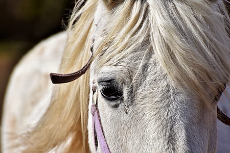 close up photo of white horse thumbnail