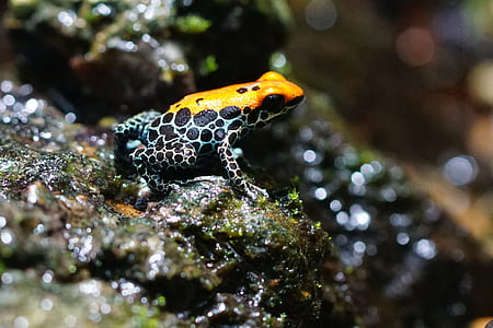 orange, black, and teal frog on stone thumbnail